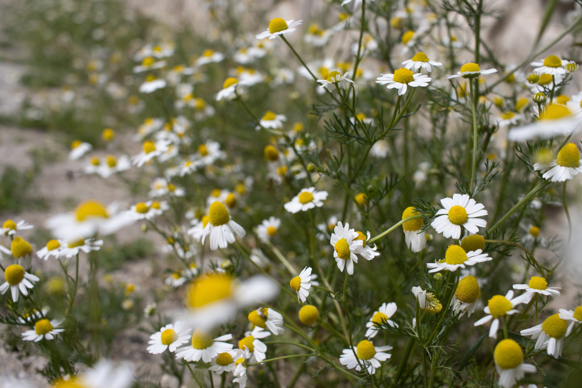 plants de camomille matricaire