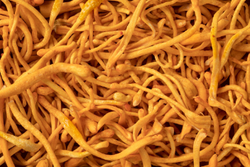 cordyceps.jpg