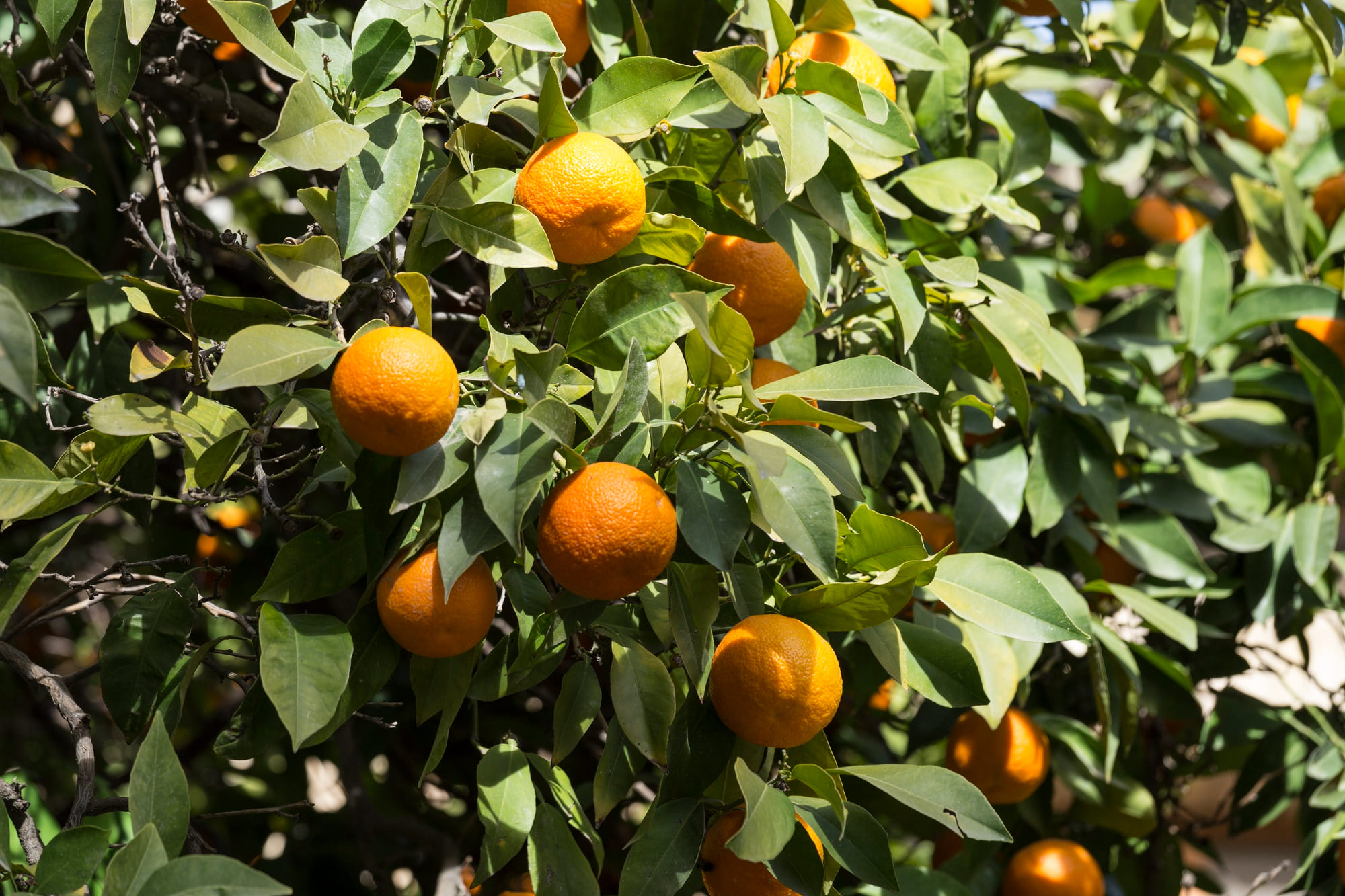 Les fruits de l'oranger