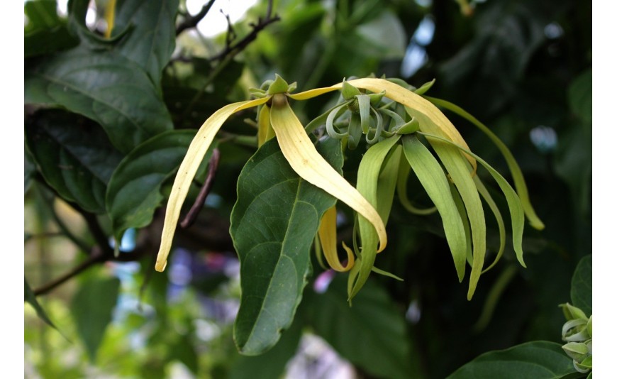 Quelle huile essentielle pour réduire le stress et l’anxiété ? 