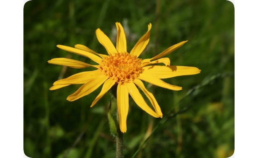 Le macérât huileux d’Arnica et ses bienfaits
