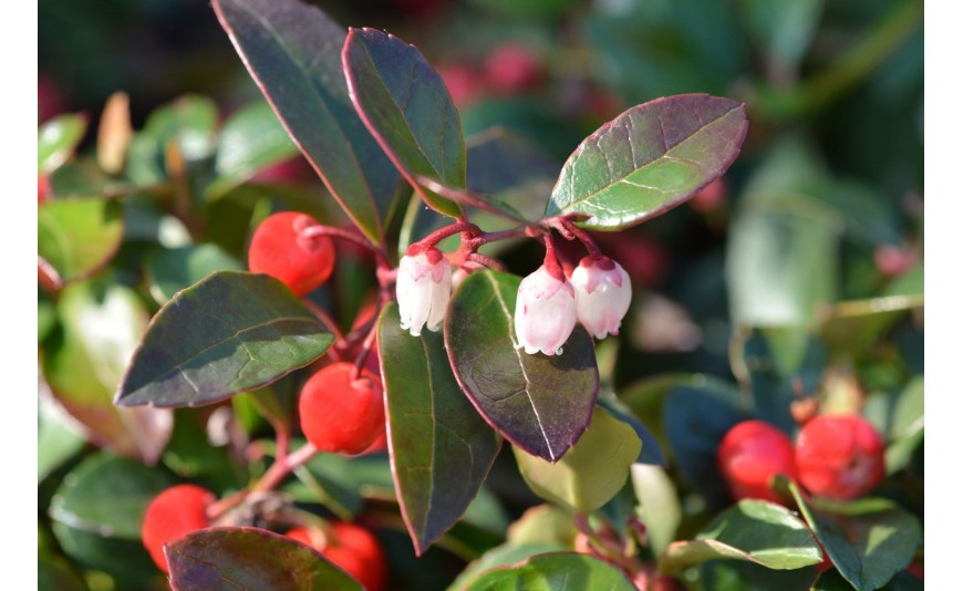 Gaulthérie odorante ou couchée : mieux comprendre leurs différences