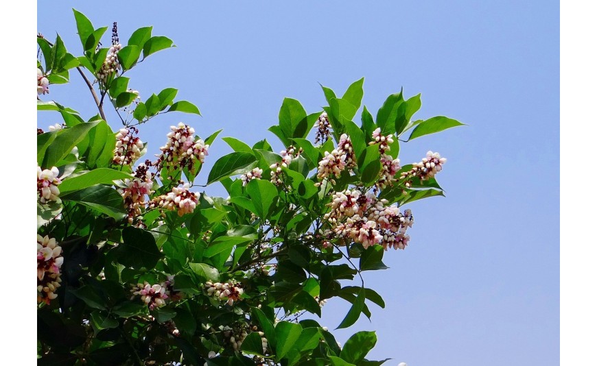 Huile de karanja : bienfaits et propriétés