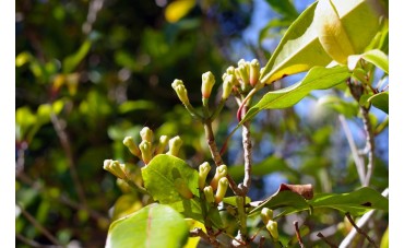 L’huile essentielle de clou de girofle et ses bienfaits