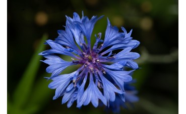  Eau florale de bleuet : utilisation et vertus