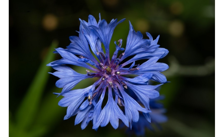  Eau florale de bleuet : utilisation et vertus