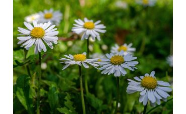 Tout savoir sur le macérât de pâquerette