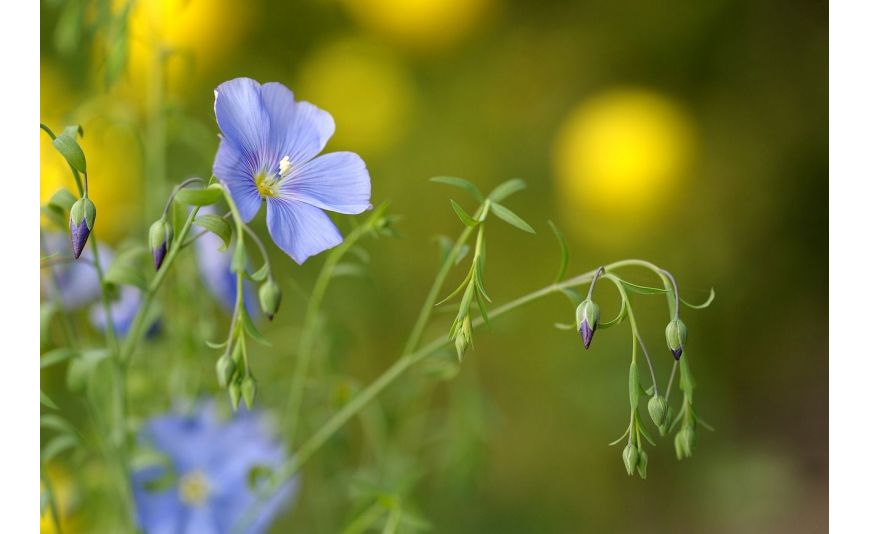 Quelles sont les propriétés de l’huile de lin ?