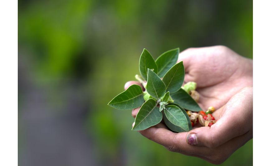 Ashwagandha : propriétés et bienfaits 
