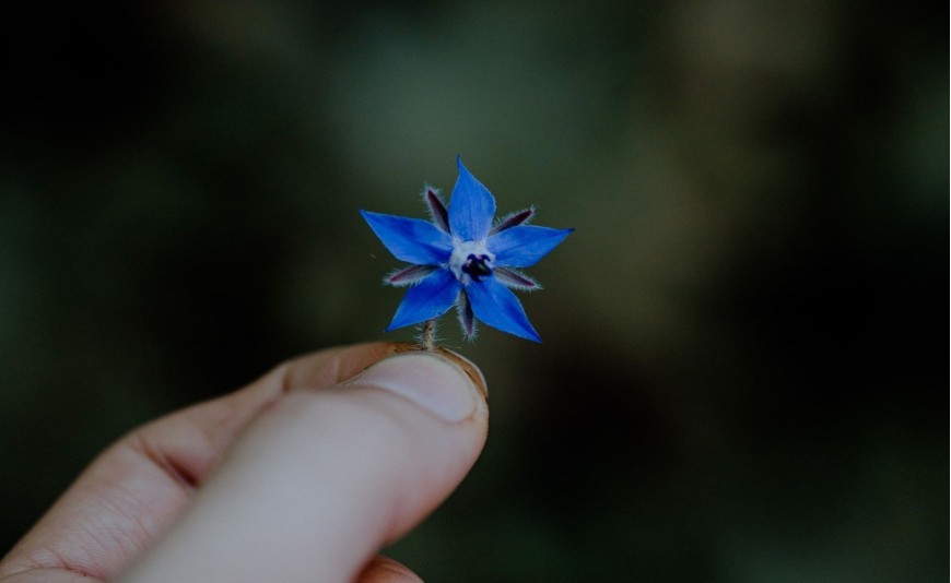 L’huile végétale de bourrache et ses bienfaits