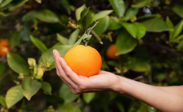 L’huile essentielle orange douce, comment l'utiliser ? 